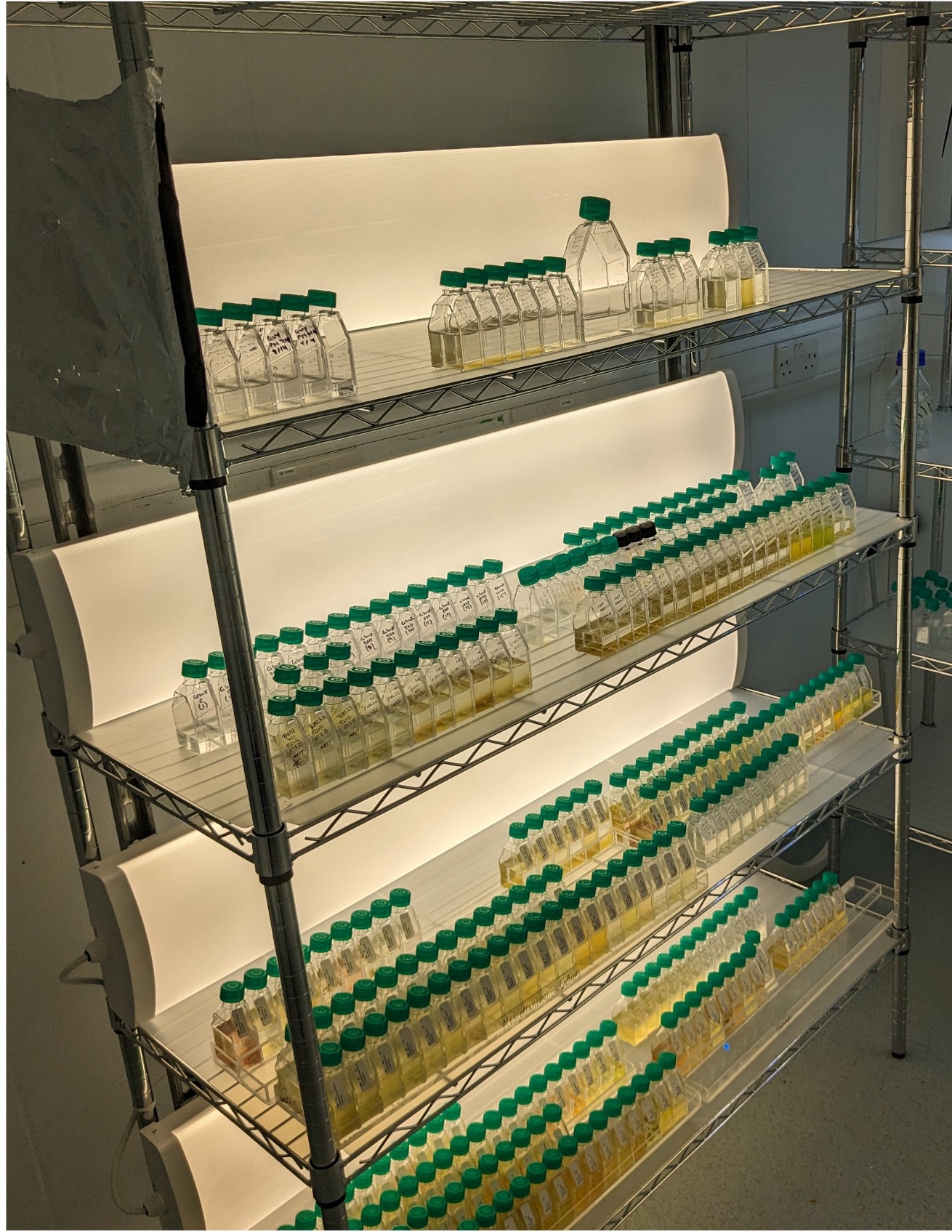 Phytoplankton experiments