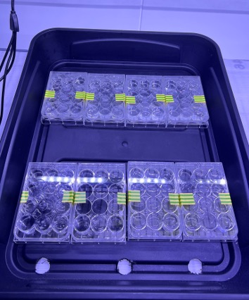 Zooplankton experiments