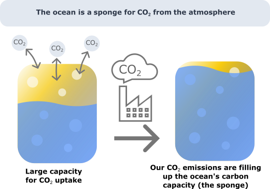 The ocean as a sponge for carbon